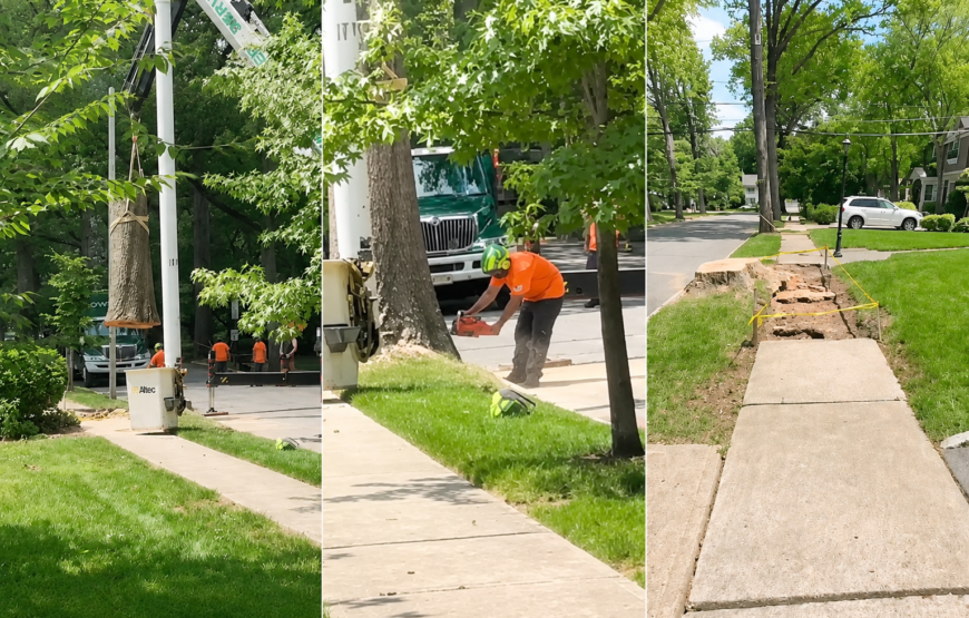Residents' photos show the removal of century-old trees in Montclair's Fieldstone neighborhood, including a crane lifting a tree section, a freshly cut stump, and sidewalk damage linked to root cutting.