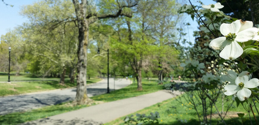 A paved walking path lined with mature trees in Brookdale Park, with white flowering dogwood blossoms in the foreground.