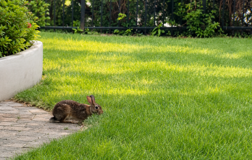 Eastern cottontail rabbit sitting in a Montclair lawn