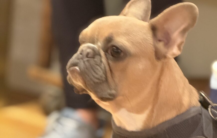 dog