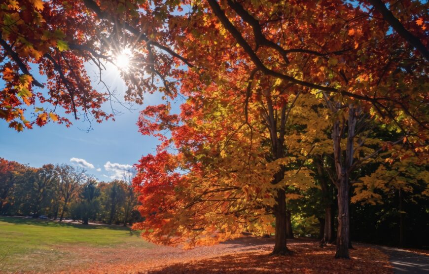 Fall Foliage in Brookdale Park